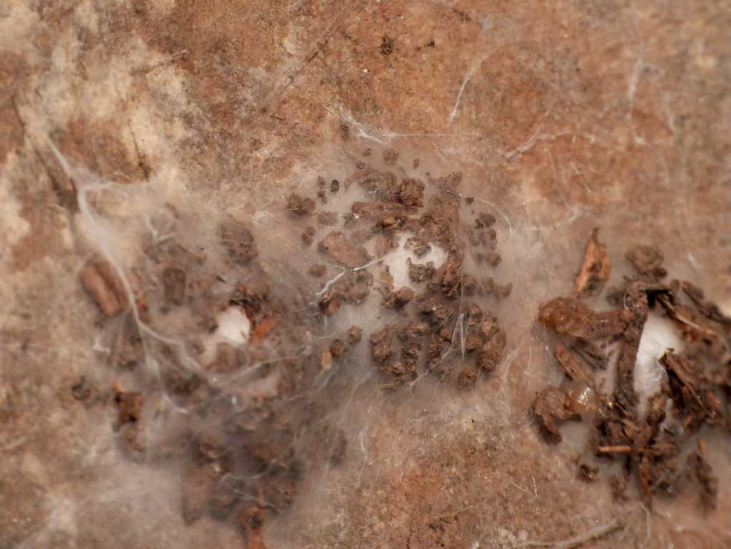 Ovisacchi di Lycosoides coarctata - Tolfa (RM)